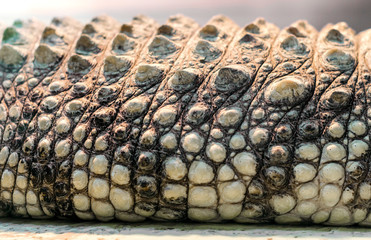 alligator crocodile skin in detail close up