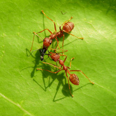 red ants eating black ant on green leaves