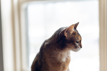 beautiful ruddy abyssinian cat sitting in a window