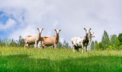 Four goats on beautiful mountain meadow