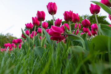 flowerbed with pink tulips in the foreground, bottom view.