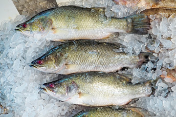 Raw barramundi fish on ice in Thailand market ,seafood background ,seafood market. Close up of fresh fishes Giant Perch, barramundi, silver perch, white perch, white snapper or sea basses in cool ice.