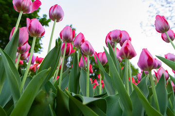 a lawn with light pink tulips in the foreground, and red tulips in the background, bottom view.