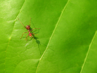 red ant on green leaf