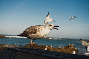 close up of a sea gull with fishing boats in the background