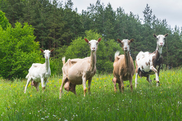 Four goats on beautiful mountain meadow