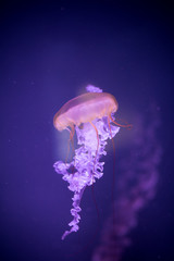 Jelly fish swimming in an aquarium