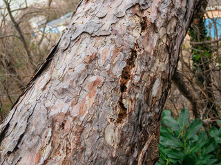 The bark of the trunk of a pine tree that died from damage by insects with traces of woodpecking.