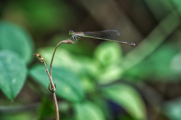 Dragonfly on leaf