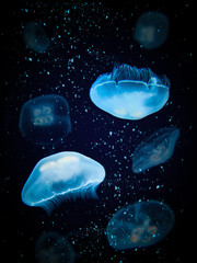 Naklejka na ściany i meble A Smack of Bright Blue, Illuminated Jellyfish Swimming Together while Air Bubbles Rise to the Surface - Against a Dark, Black Background