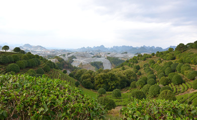 Fototapeta na wymiar Tea Farm in the Mountains of Guangxi, China