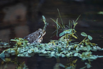 Toad in a pond
