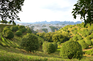 Obraz premium Tea Farm in the Mountains of Guangxi, China
