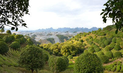 Fototapeta premium Tea Farm in the Mountains of Guangxi, China