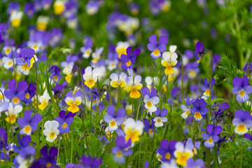 Obraz na płótnie Canvas Large group of violet flowers in green meadow