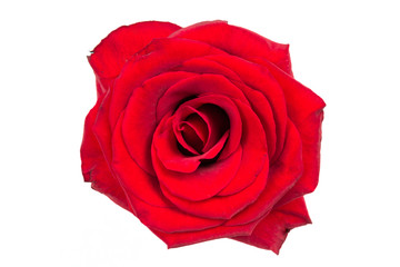 blooming flower red rose isolated on white background