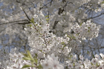 White Flowers