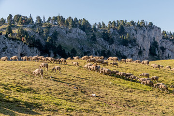 Troupeau de moutons dans le Parc National du Vercors