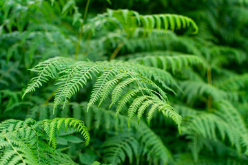 Green fern leaves in untouched mountain forest
