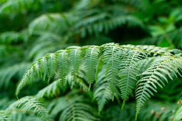 Green fern leaves in untouched mountain forest