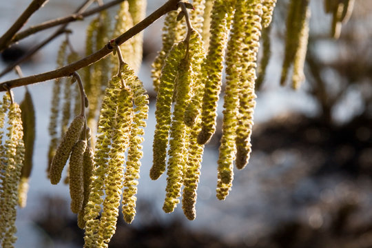 Haselnu&szlig; Pollen 1
