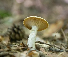 White edible mushroom in forest