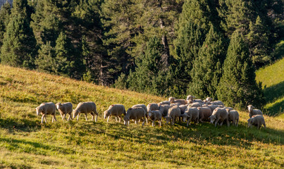 Troupeau de moutons dans le Parc National du Vercors