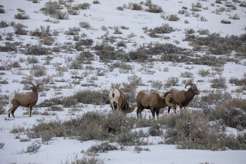 Naklejka premium Bighorn Sheep in Rut in Winter in Wyoming