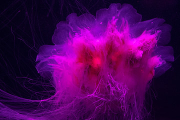 A jellyfish swimming in a darkened tank.