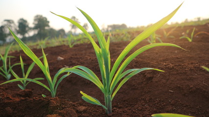 Fungal corn seedlings 5 weeks old Corn pests