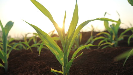 Fungal corn seedlings 5 weeks old Corn pests