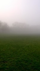 Fototapeta premium morning in the forest