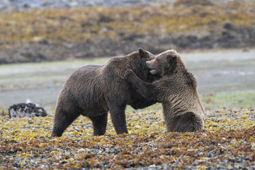 Spielende Bären - Grizzlymutter mit Jungem in Alaska