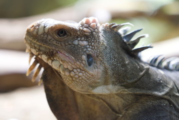 iguana in zoo