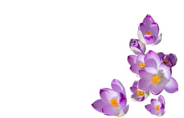 Background with Spring Crocus Flowers.
