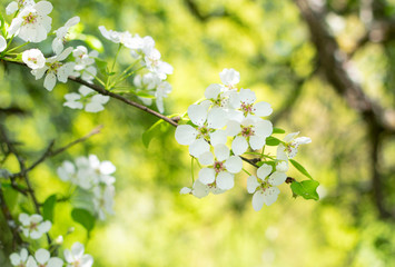 Beautiful blossom flowers on pear tree in early spring