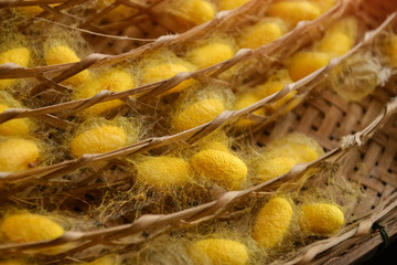 Silkworm nest capsules industry farm.