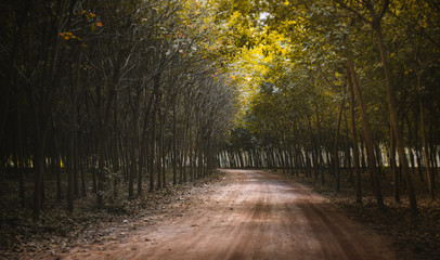 Road with trees side in autumn season.