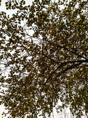 A picture of leafs