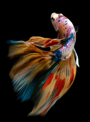 Half moon nemo betta Siamese fighting fish.