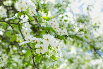 Beautiful blossom flowers on pear tree in early spring