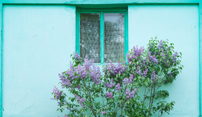 Fototapeta na wymiar Violet lilac in front of colorful turquoise house