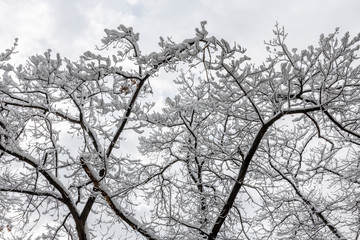 Fototapeta na wymiar Tree crowns covered with snow