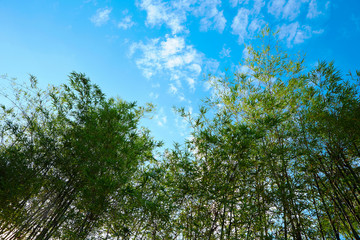 Bamboo forest on sky background 
