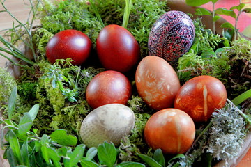 Naturally dyed Easter egs in dish with green moss and plants. Onion peel painted easter eggs.