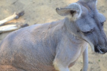Sad Kangaroo