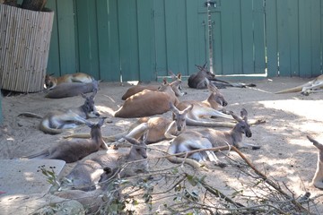 Group of Kangaroos