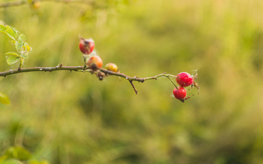 Image of rose hips in nature