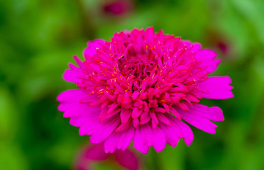 Close up of a Zinnia flower. Zinnia elegans var. Zinderella.