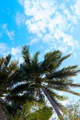 Fototapeta premium palm trees against blue sky